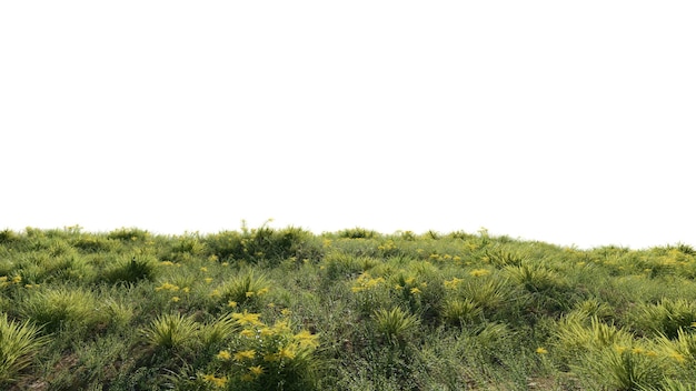 PSD beautiful green field with flower and grass