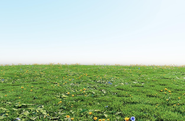 beautiful green field with flower and grass