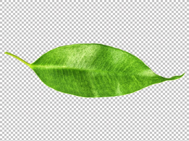 Красивый зеленый лист png