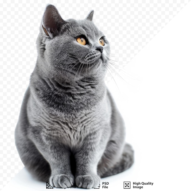 PSD beautiful grey cat isolated on a white