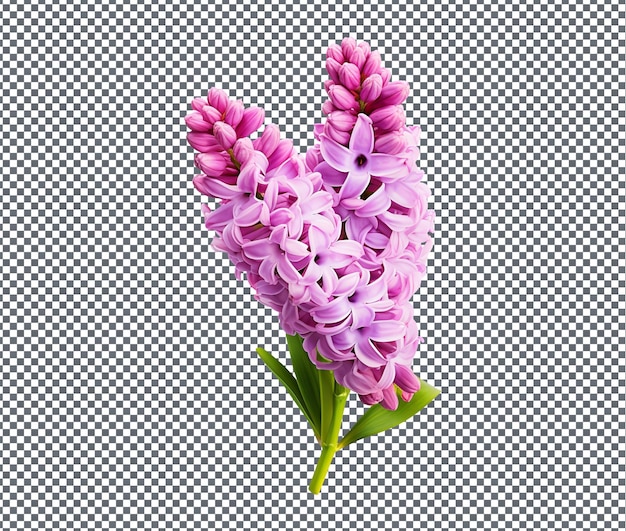 PSD beautiful hyacinth isolated on transparent back ground