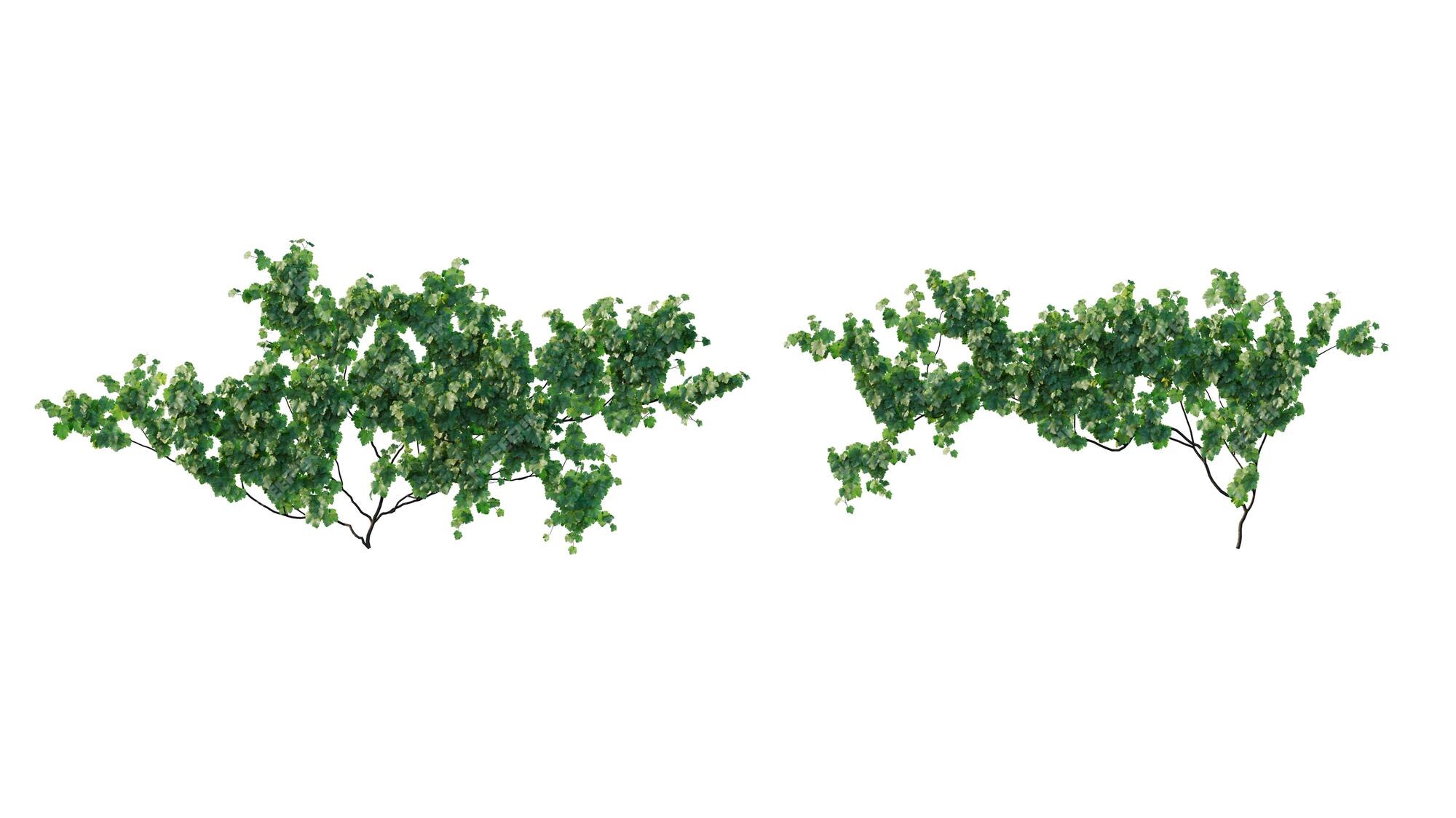 Premium PSD | Beautiful ivy green and flower