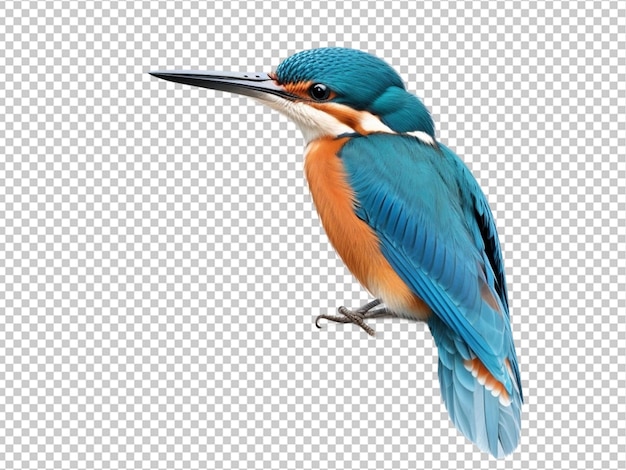 PSD beautiful kingfisher bird