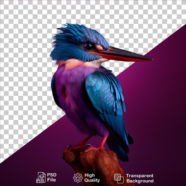 Beautiful kingfisher isolated on transparent background include png file