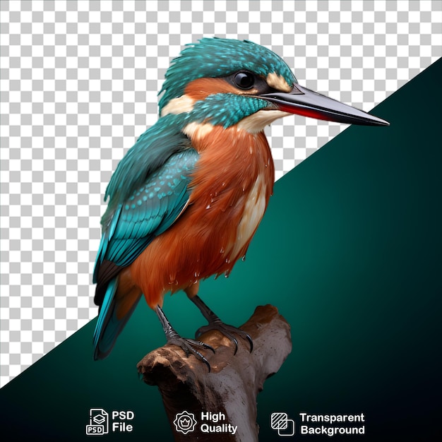 PSD beautiful kingfisher isolated on transparent background include png file