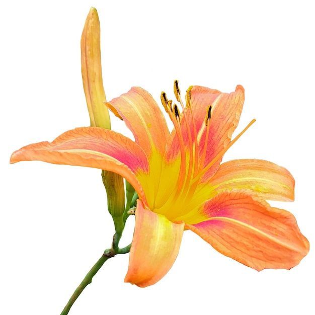 PSD beautiful lily flower