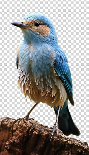 Beautiful little bird portrait isolated on transparent background