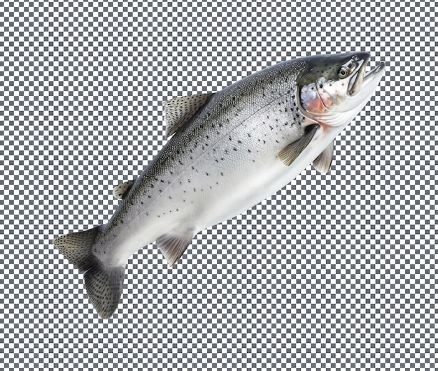 beautiful and magnificent winter fish cold isolated on transparent background