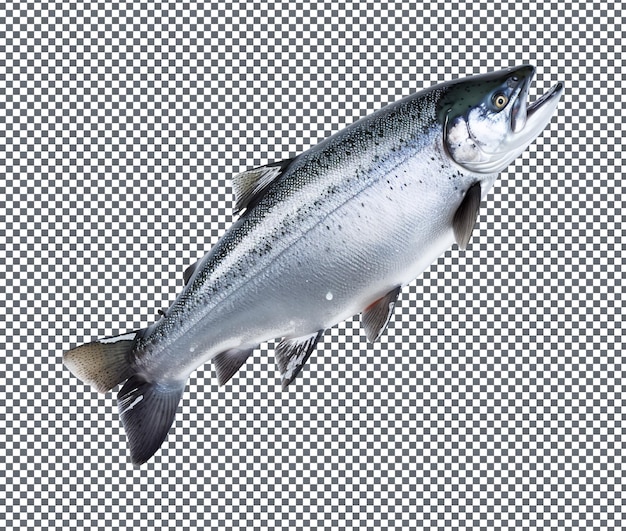 beautiful and magnificent winter fish cold isolated on transparent background