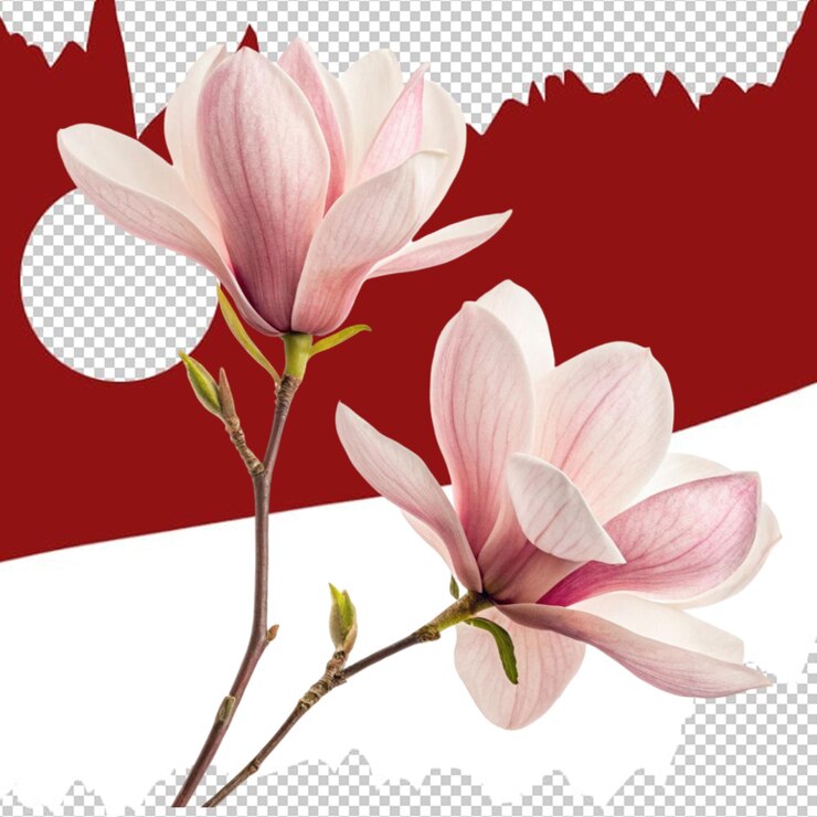 PSD 美麗的瑪格諾莉亞花孤立