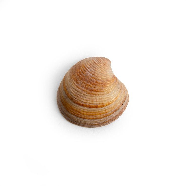 PSD beautiful marine clam shell on a white isolated background