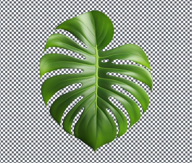 在透明的背景上孤立的美丽的Monstera叶子