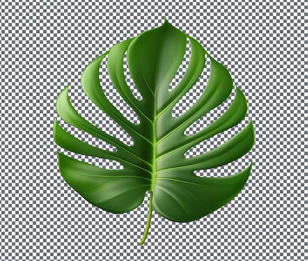 在透明的背景上孤立的美丽的Monstera叶子