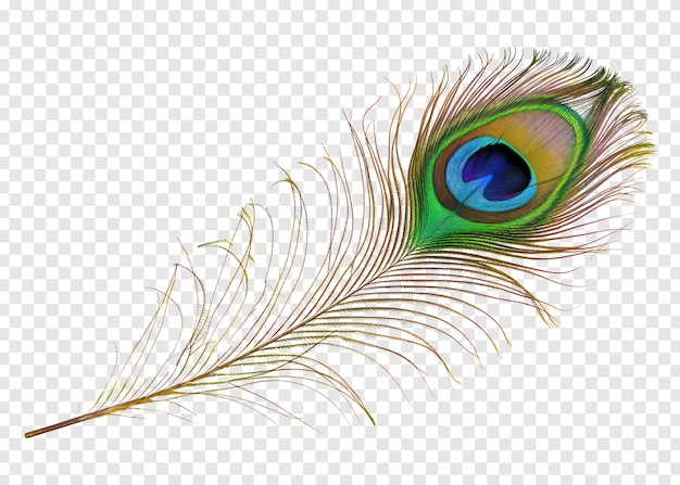 PSD beautiful and natural peacock feather on transparent background