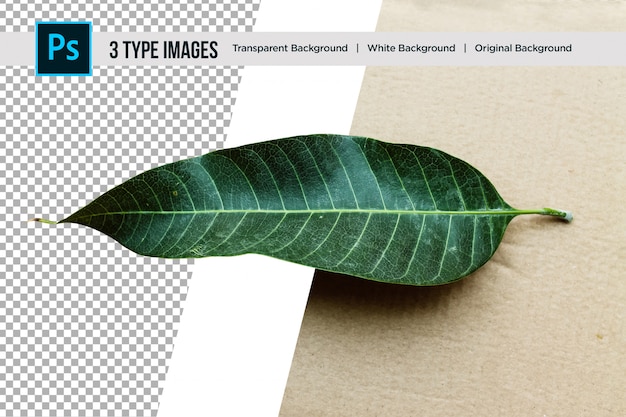 PSD beautiful nature green leaf with 3 different type of background