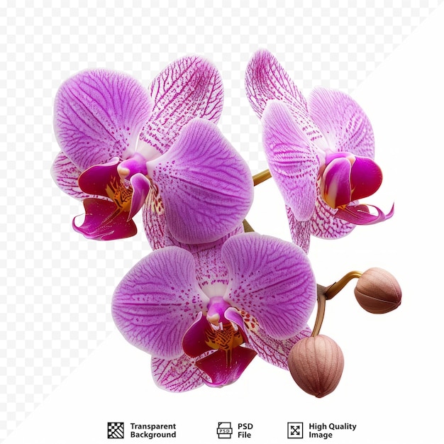 PSD bellissimo fiore di orchidea