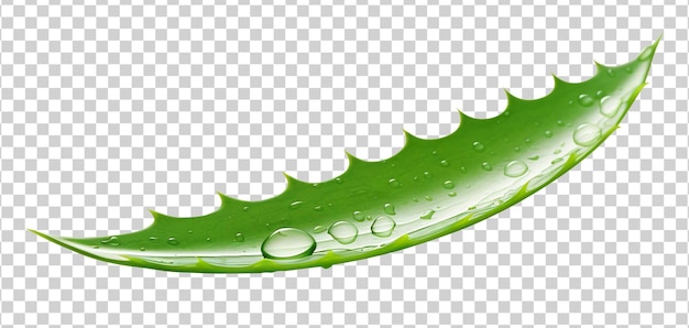 PSD beautiful and photorealistic aloe vera leaf on transparent background. close-up view. part of plant. png. cut out graphic design element. generative ai.