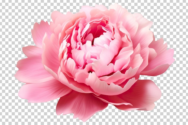 Beautiful and photorealistic, pink flower blossom on transparent background. Bloom, plant. PNG. Close-up view. Cut out element. Generative AI.