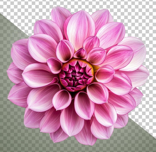 美しいピンクのダリアの花が春にく ストックから切り出された png