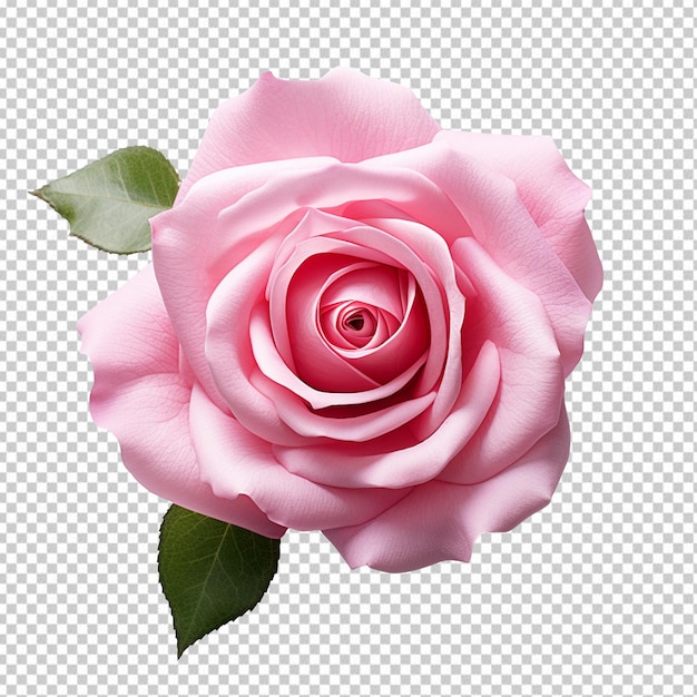 PSD bellissimo fiore di rosa isolato su uno sfondo trasparente