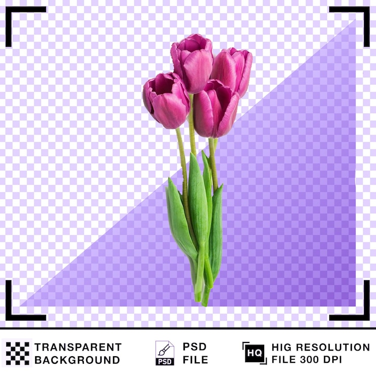 PSD красивые розовые тюльпаны на прозрачном фоне