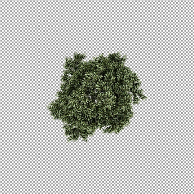 Beautiful plant in 3d rendering isolated