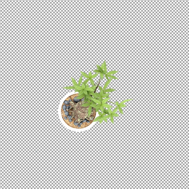 Beautiful plant in 3d rendering isolated