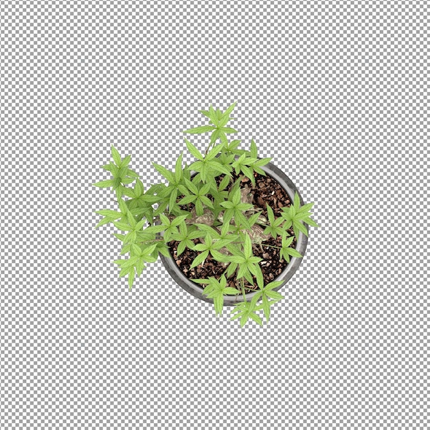 Beautiful plant in 3d rendering isolated