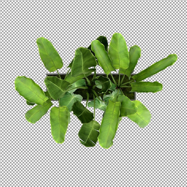 Beautiful plant in 3d rendering isolated