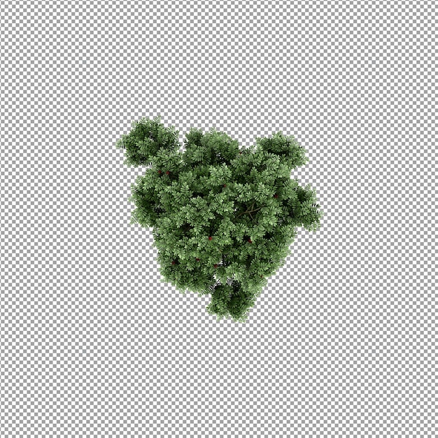 Beautiful plant in 3d rendering isolated