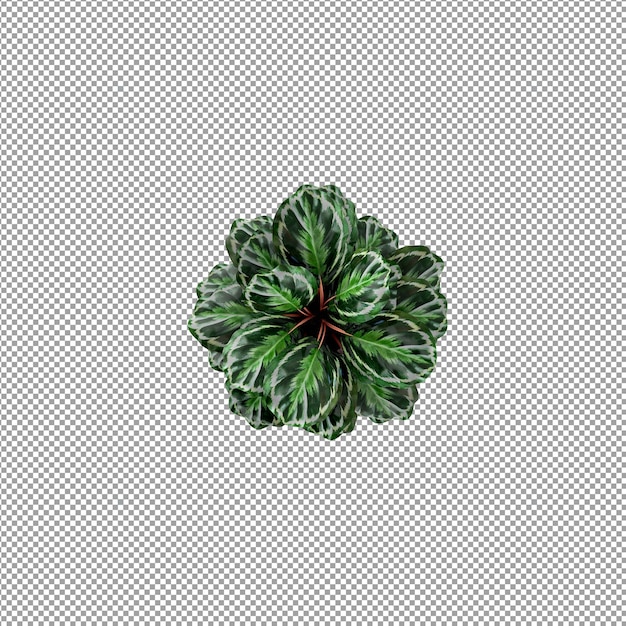 PSD beautiful plant in 3d rendering isolated