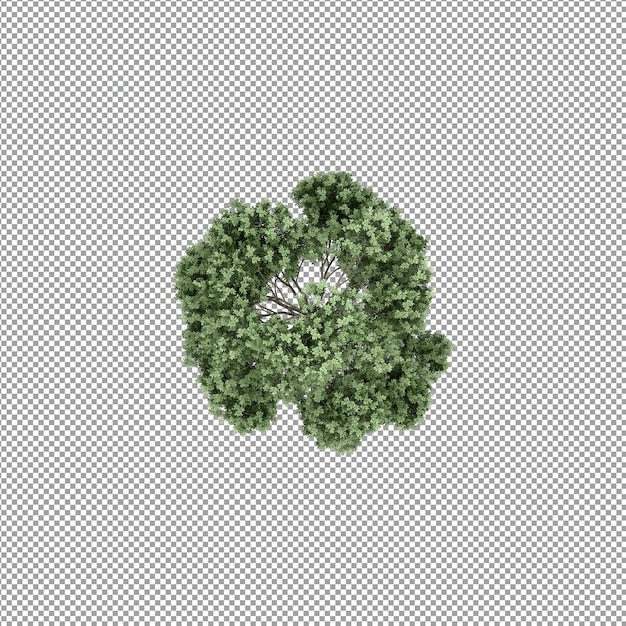 Beautiful plant in 3d rendering isolated