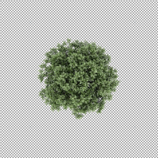分離された3Dレンダリングの美しい植物