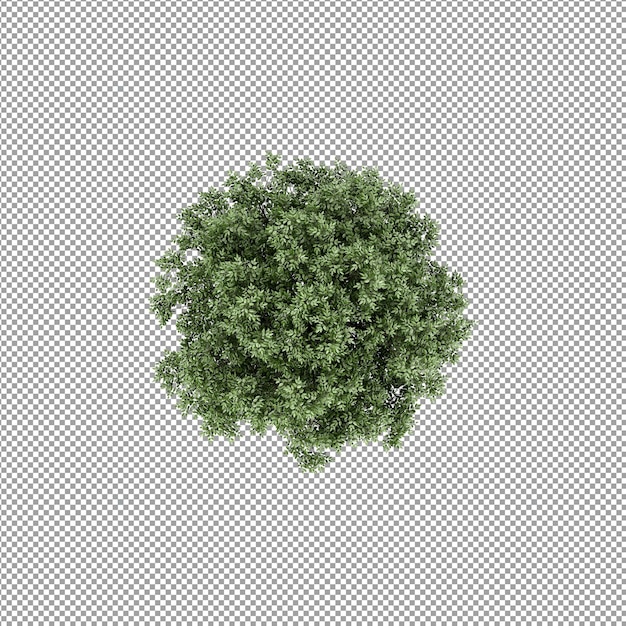 Beautiful plant in 3d rendering isolated