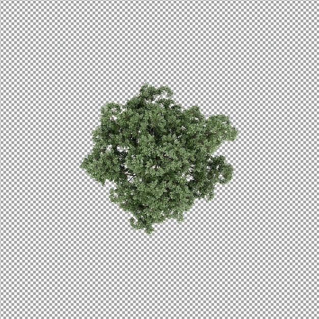 分離された3Dレンダリングの美しい植物