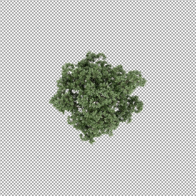 Beautiful plant in 3d rendering isolated