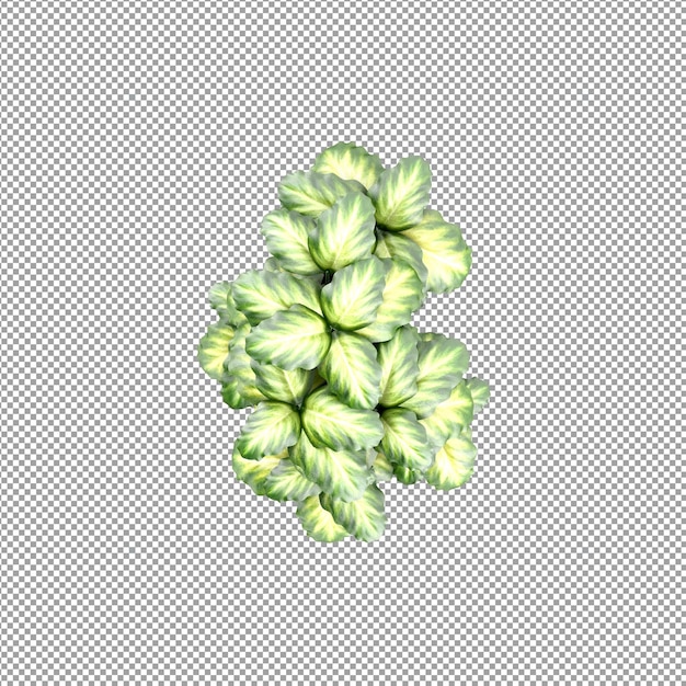 Beautiful plant in 3d rendering isolated