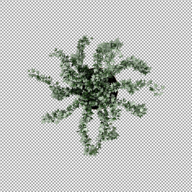 分離された3Dレンダリングの美しい植物