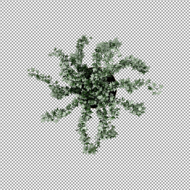 Beautiful plant in 3d rendering isolated