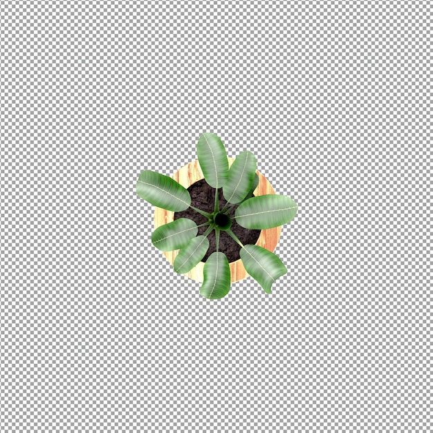 Beautiful plant in 3d rendering isolated