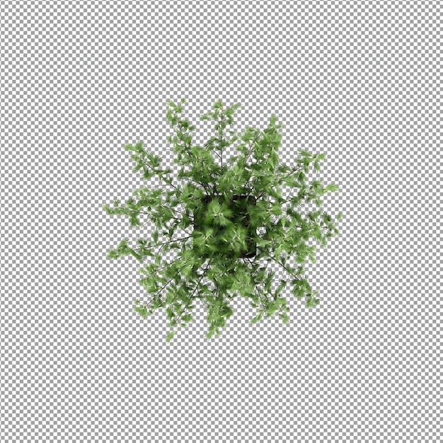 Beautiful plant in 3d rendering isolated