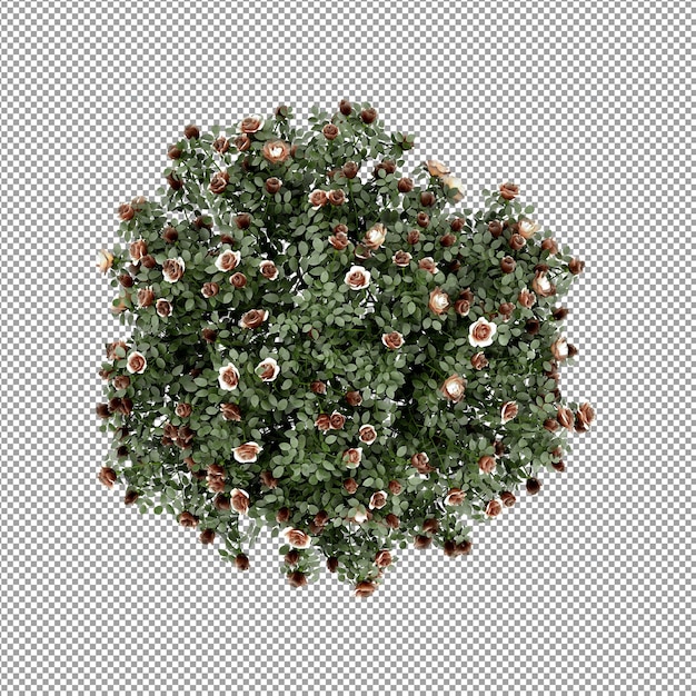 Beautiful plant in 3d rendering isolated