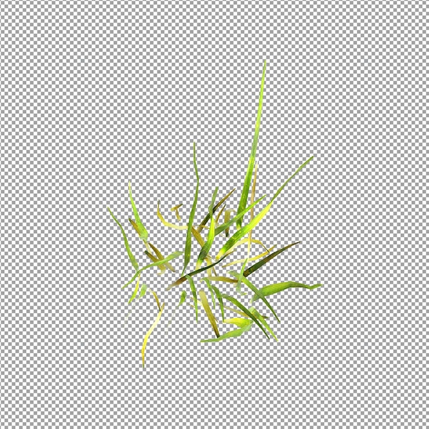 Beautiful plant in 3d rendering isolated