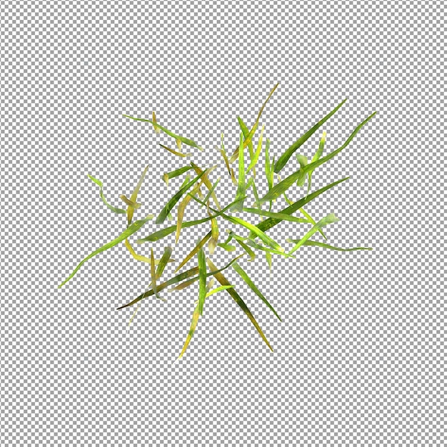 Beautiful plant in 3d rendering isolated