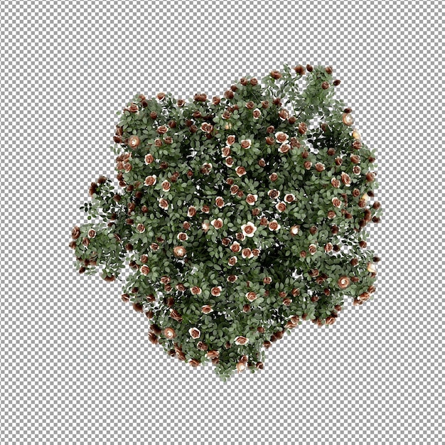 Beautiful plant in 3d rendering isolated