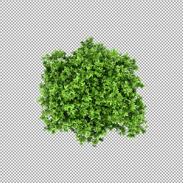 Beautiful plant in 3d rendering isolated