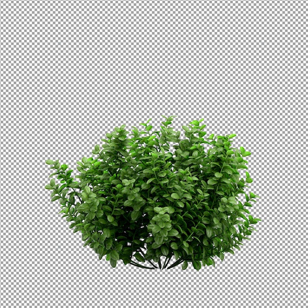 分離された 3 d レンダリングで美しい植物