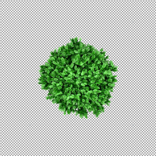 Beautiful plant in 3d rendering isolated