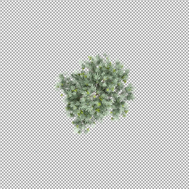 Beautiful plant in 3d rendering isolated