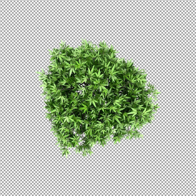 Beautiful plant in 3d rendering isolated